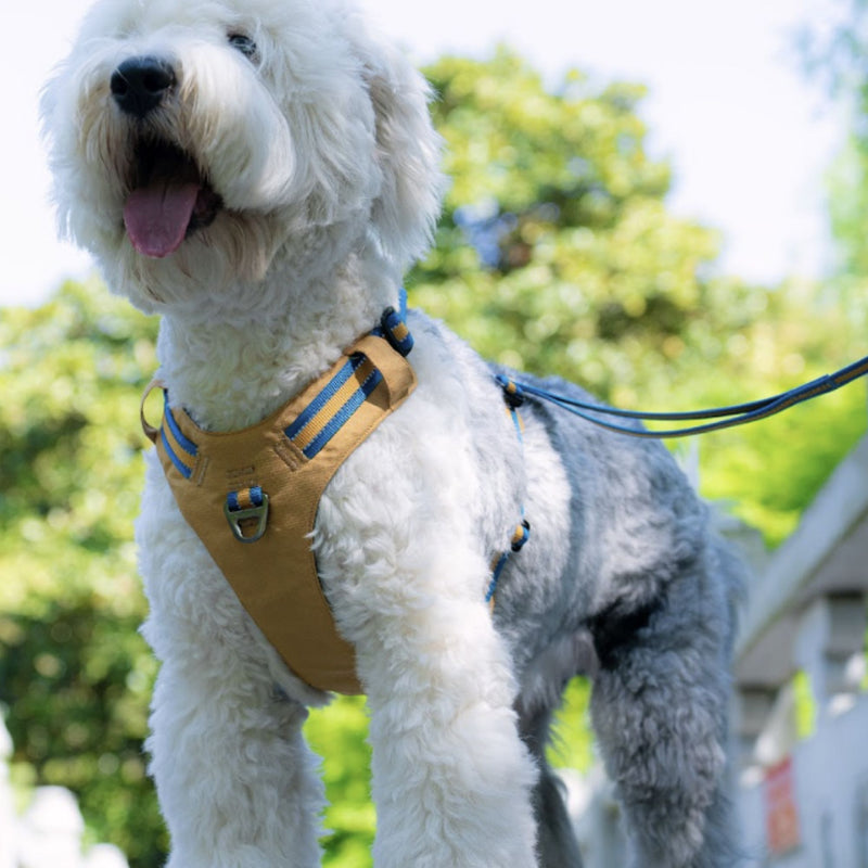 DOCO® Vertex Reflective Ultralight Mesh Dog Harness