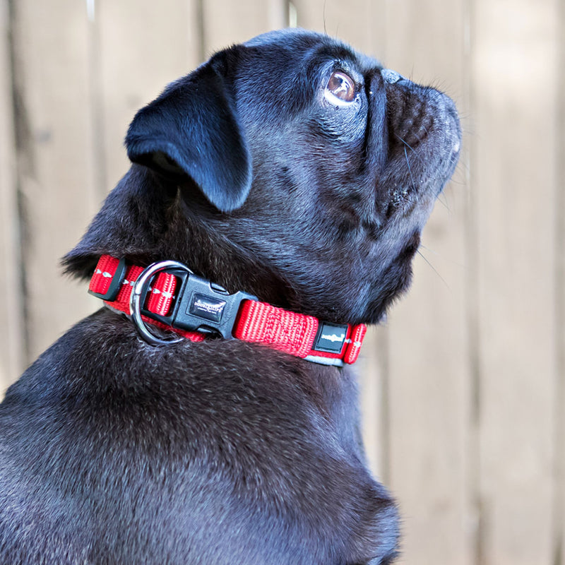 Reflective Supersoft Webbing Neoprene Collar