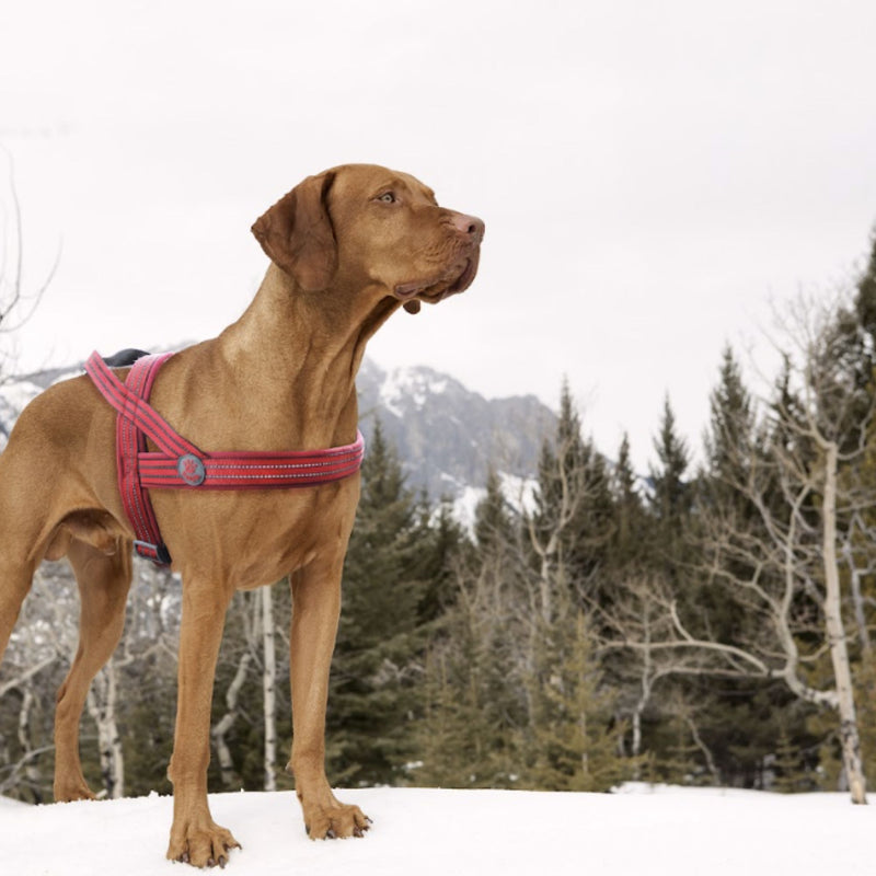 DOCO® VARIO Neoprene Dog Harness