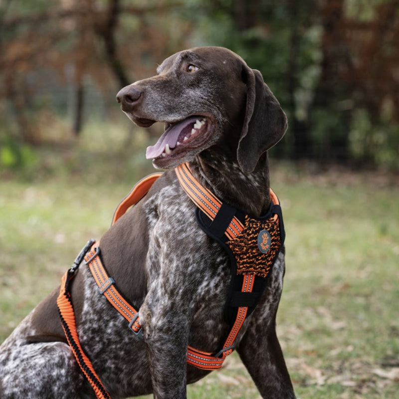 DOCO® Vario Chest Plate Dog Harness with Neoprene