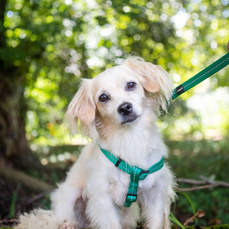 Dog's Life Supersoft Designer Webbing Leash