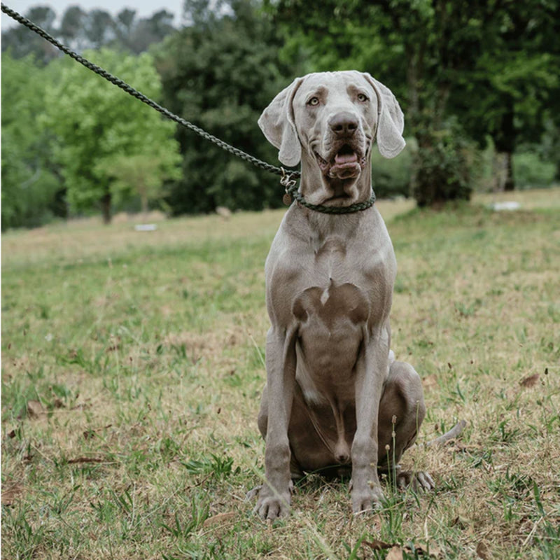 Lead with Love Hands-Free Dog Lead