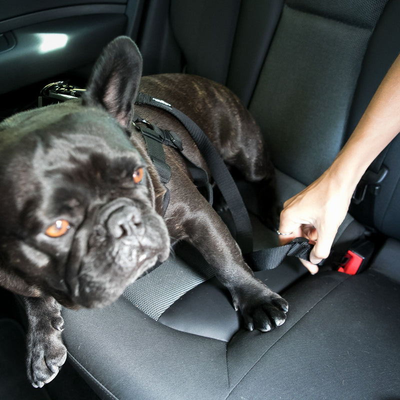 Dog's Life Reflective Supersoft Webbing Seat Belt Leash