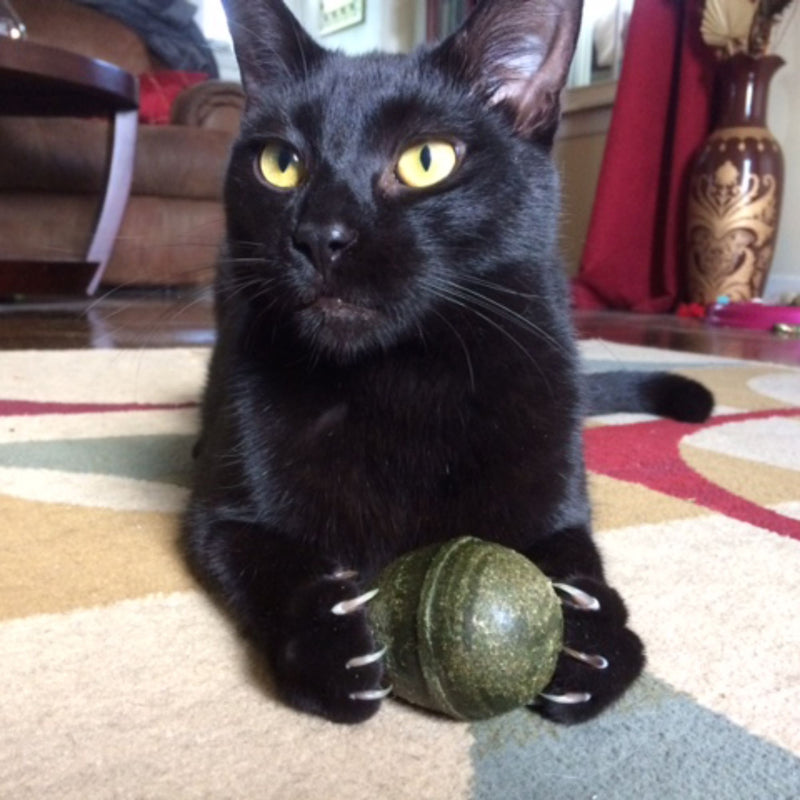 Pawbreakers Catpurry Egg Natural Catnip Toy & Treat for Cats