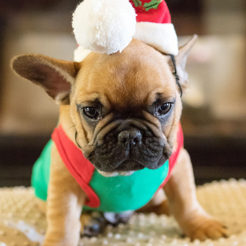 Dog Days Christmas Santa Hat