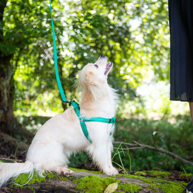 Dog's Life Supersoft Designer Webbing Leash