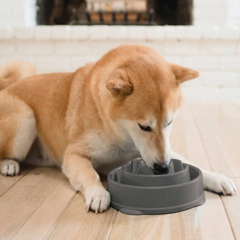 Outward Hound Fun Feeder Slow Feeder Dog Bowl