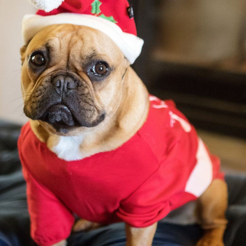 Dog Days Christmas Santa Hat