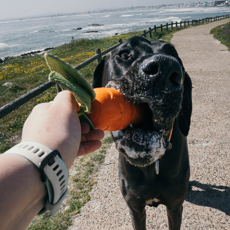 Zugo Crisp Carrot Rubber Chew & Squeak Dog Toy