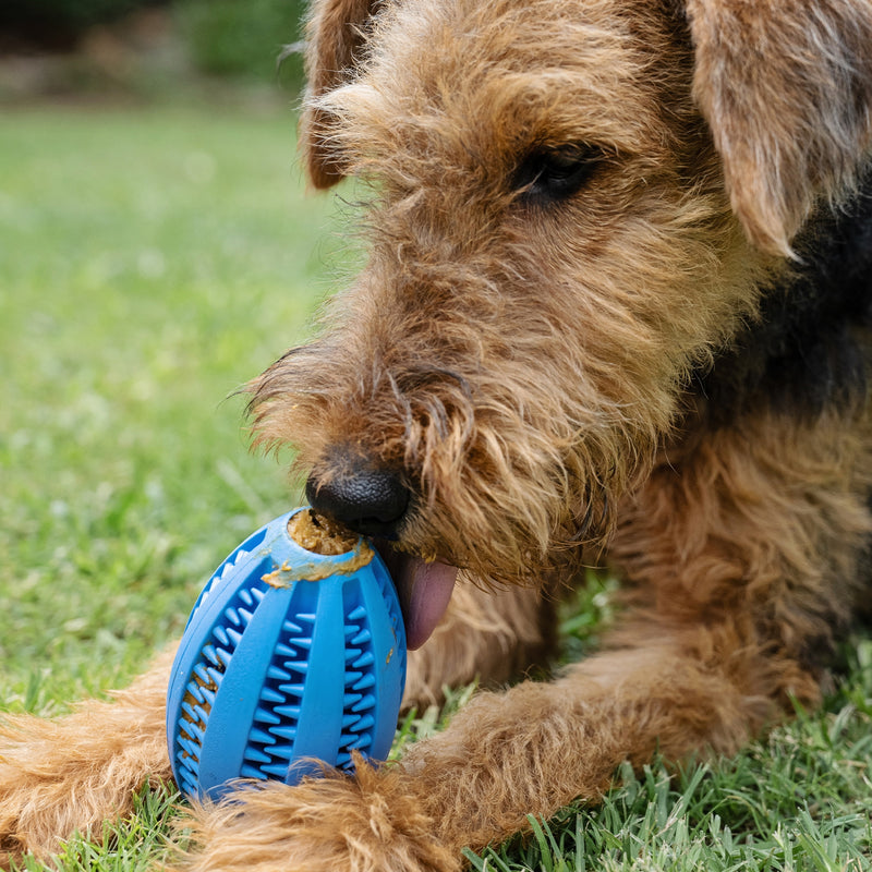Zugo Molar Sphere Rubber Toy Dental Chew & Treat Ball for Dogs