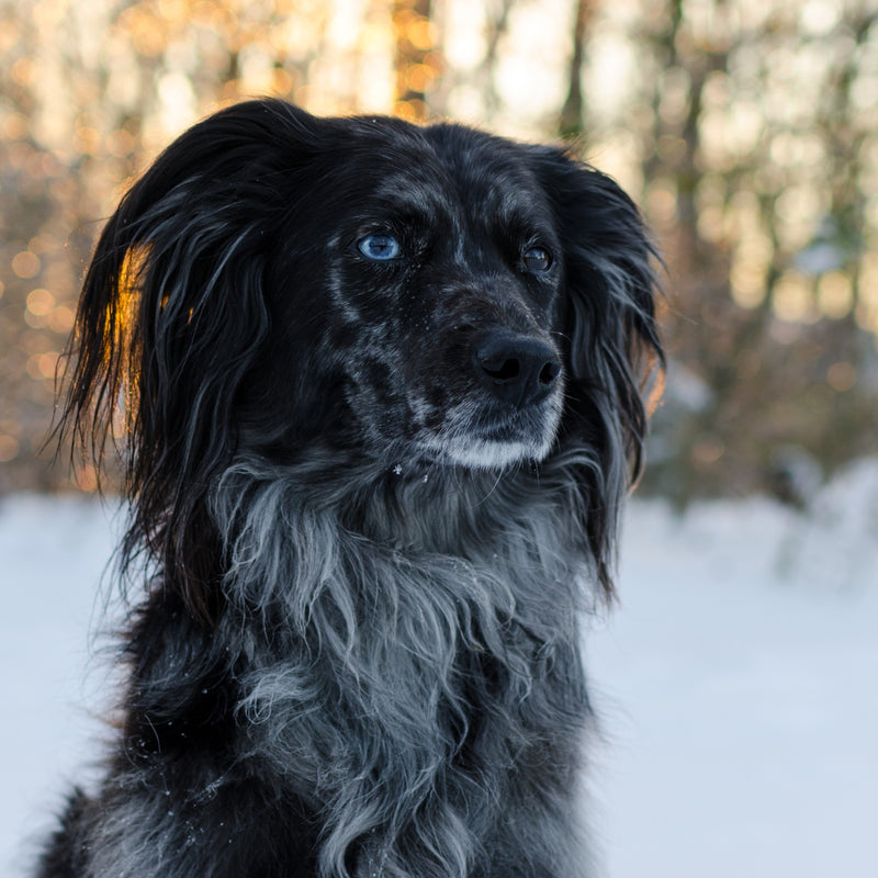 ORIJEN™ Senior Dry Dog Food - Chicken, Turkey, Fish