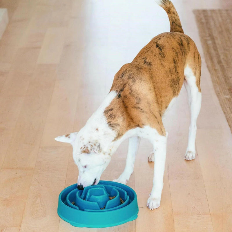 Outward Hound Fun Feeder Slow Feeder Dog Bowl