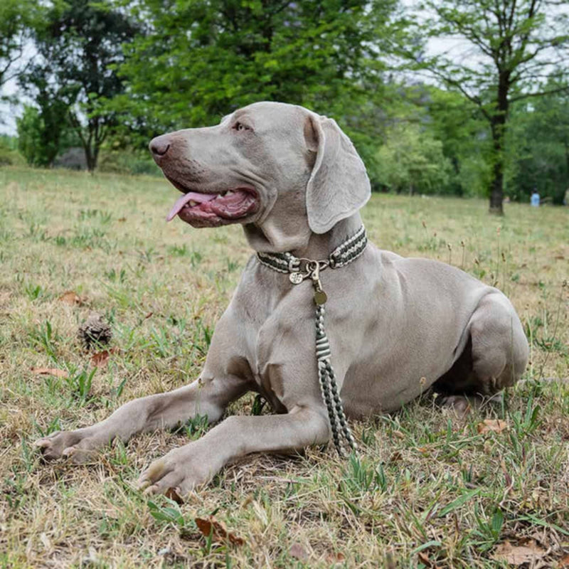 Lead with Love Short Dog Lead