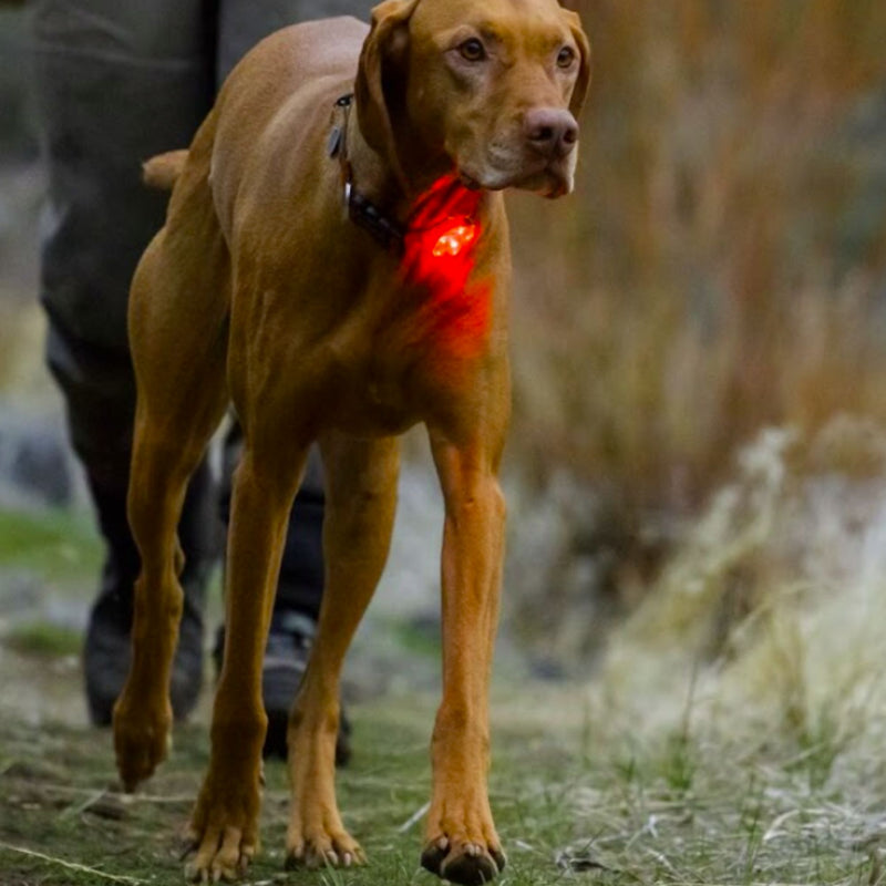 Ruffwear The Beacon™ Dog Safety Light