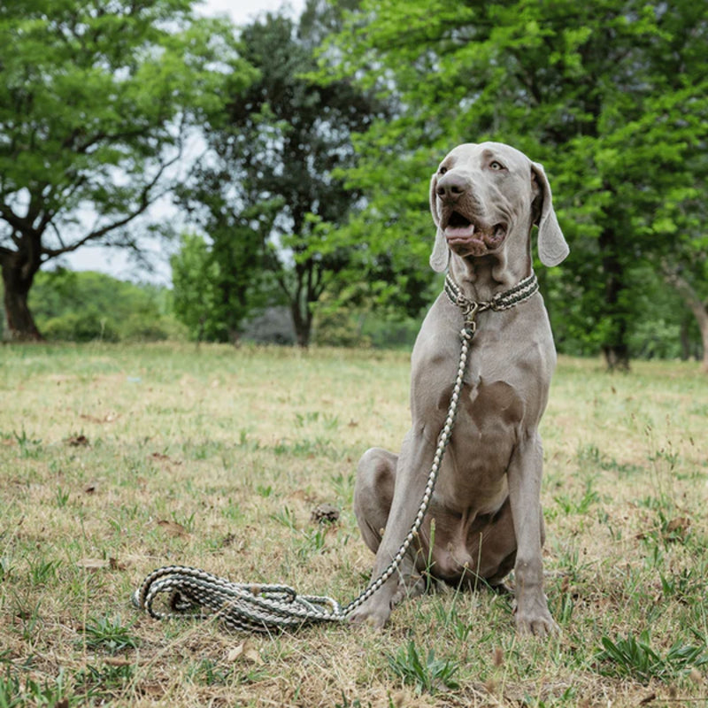 Lead with Love Long Dog Lead – 6m Training & Adventure Leash