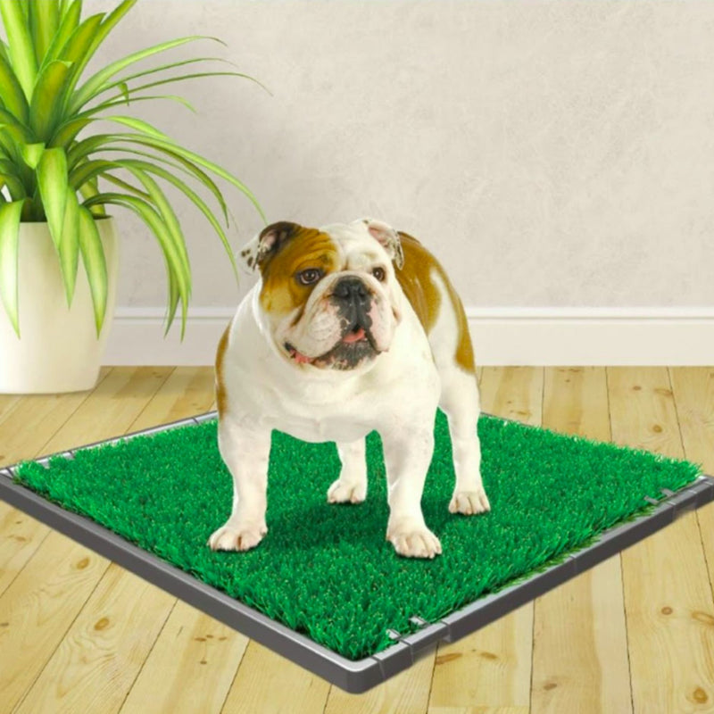 Wee-Wee Premium Patch Pet Potty – Indoor/Outdoor