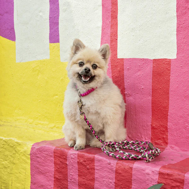 Lead with Love Classic Dog Collar