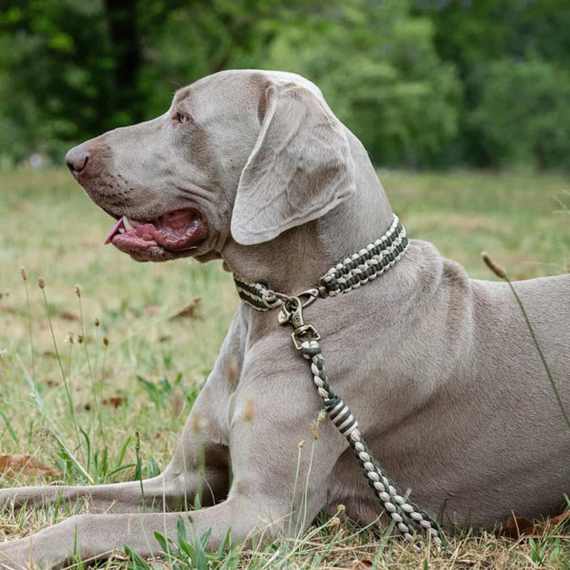 Lead with Love Double Wide Dog Collar