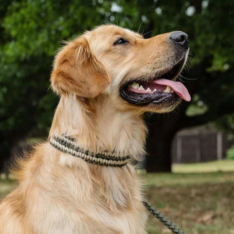 Lead with Love Double Wide Dog Collar