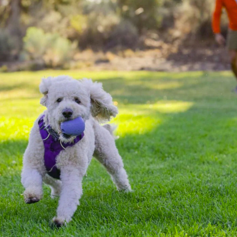 Ruffwear Huckama Rubber Dog Toy