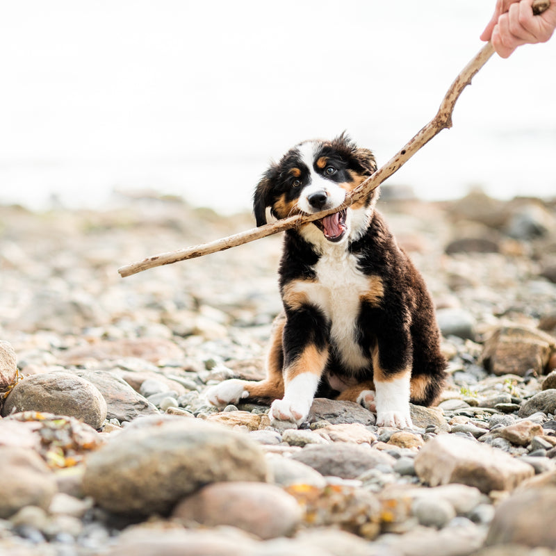 ORIJEN™ Puppy Dry Dog Food– Chicken, Turkey, Fish