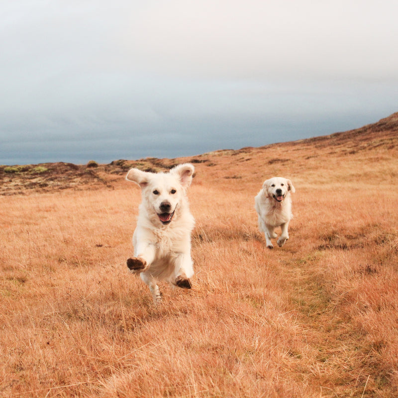 ORIJEN™ Puppy Dry Dog Food– Chicken, Turkey, Fish