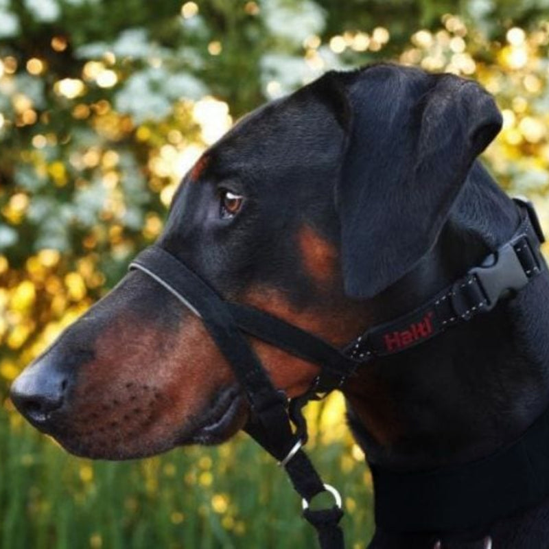 Halti Headcollar
