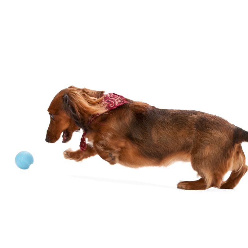 West Paw Zogoflex Jive® Dog Ball Fetch & Chew Toy