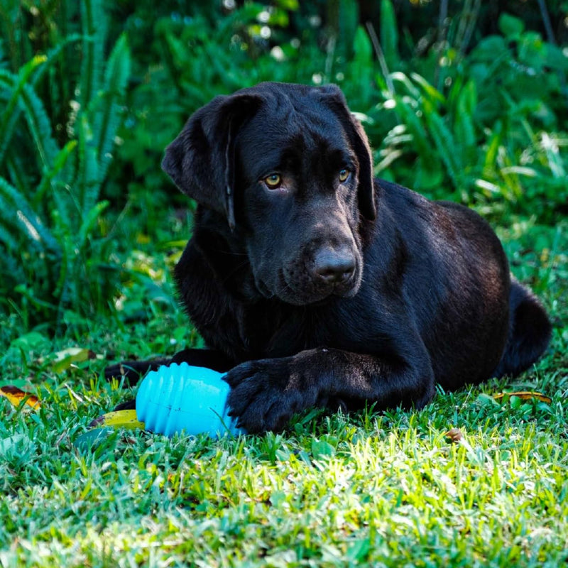 Playbuddy Rubber Thrill Dog Toy