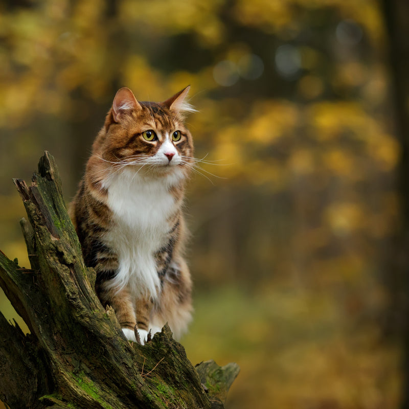 ORIJEN™ Fit & Trim Dry Adult Cat Food – Chicken, Turkey & Fish