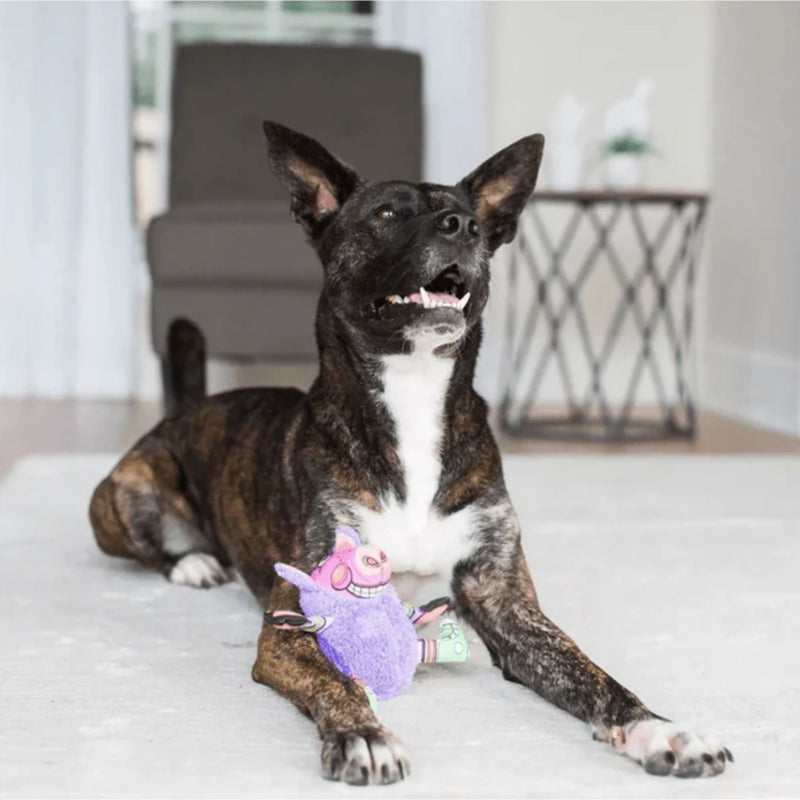 Fat Cat Gruntleys Grunting Pig Dog Toy