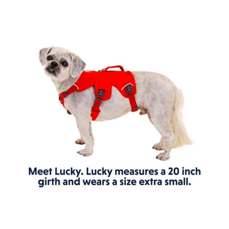 Ruffwear Web Master Multi-Use Dog Harness