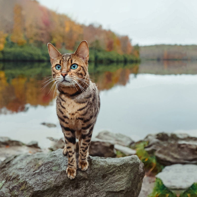 ORIJEN™ Fit & Trim Dry Adult Cat Food – Chicken, Turkey & Fish