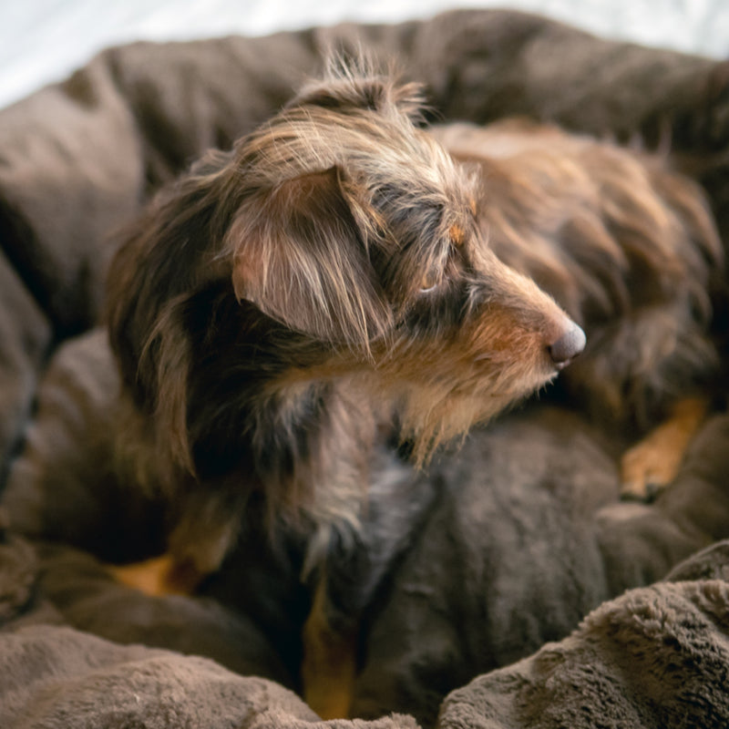 Dog's Life Calming Donut Cuddler Bolster Bed