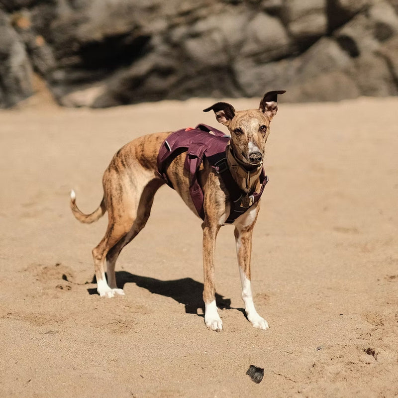 Ruffwear Web Master Multi-Use Dog Harness