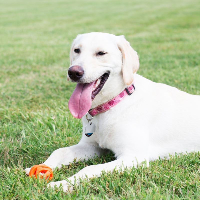 Chuckit! Breathe Right Fetch Ball