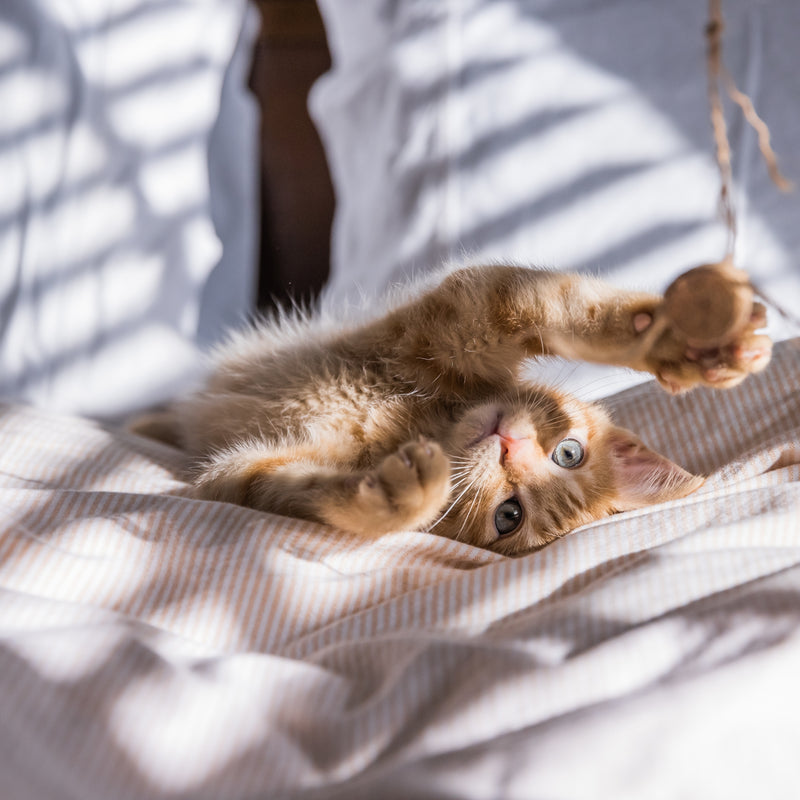 ORIJEN™ Original Cat Dry Food – Chicken, Turkey & Fish