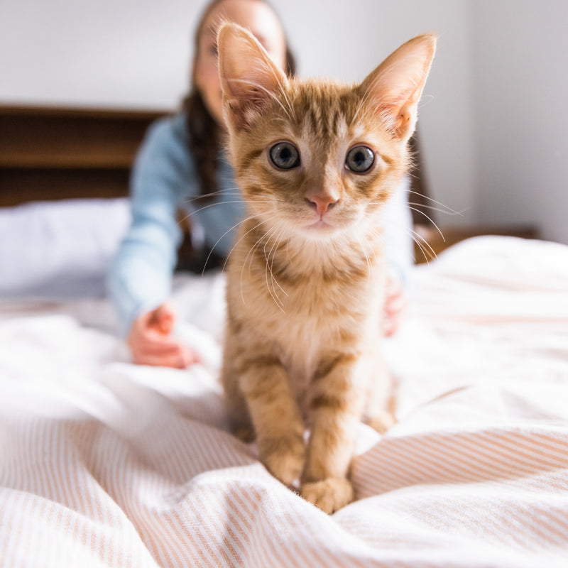 ORIJEN™ Six Fish Dry Cat Food – Wild-Caught Fish