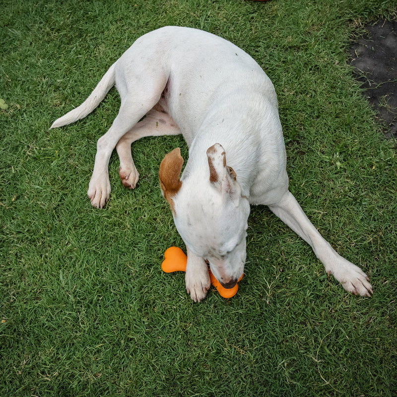 Zugo Bone Rubber Toy – Peanut Butter Aroma Chew for Dogs