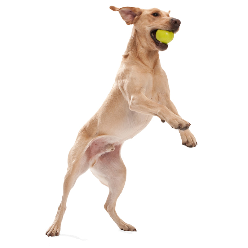 West Paw Zogoflex Jive® Dog Ball Fetch & Chew Toy