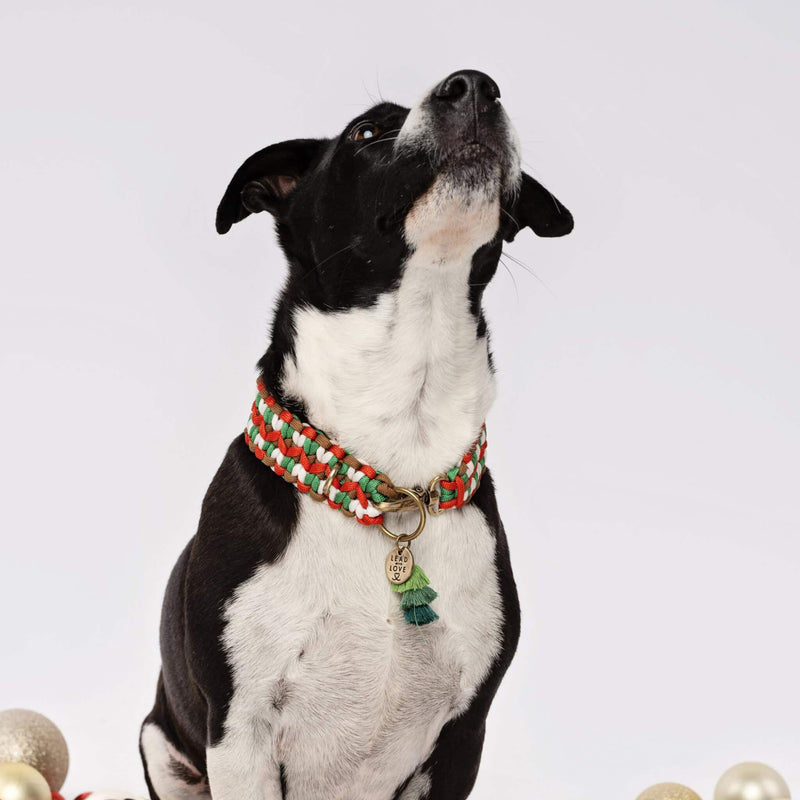 Lead with Love Dogmas Double Wide Dog Collar