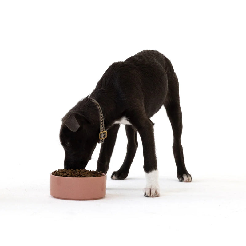 Aiko Puppy Dry Dog Food – Hypoallergenic Insect Protein