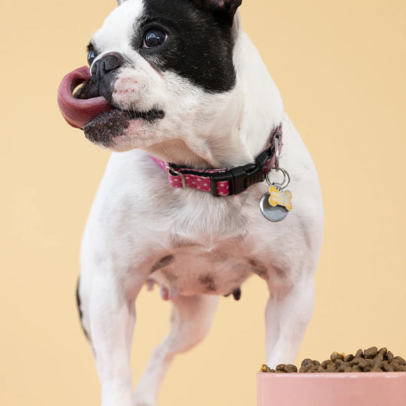 Aiko Adult Dry Dog Food Small Breeds – Hypoallergenic Insect Protein