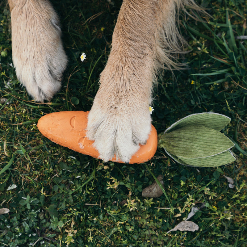 Zugo Crisp Carrot Rubber Chew & Squeak Dog Toy