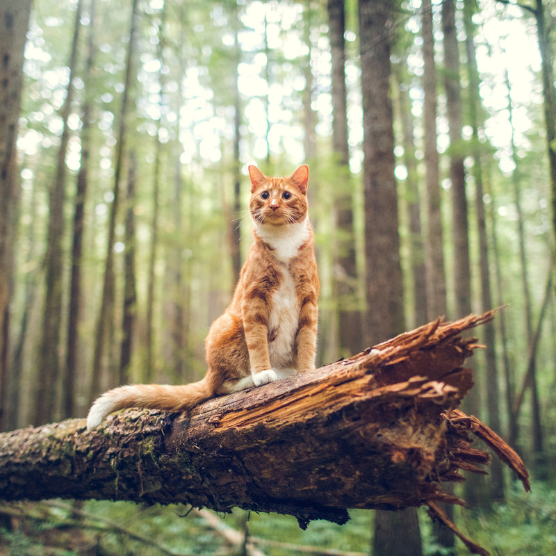 ORIJEN™ Original Cat Dry Food – Chicken, Turkey & Fish