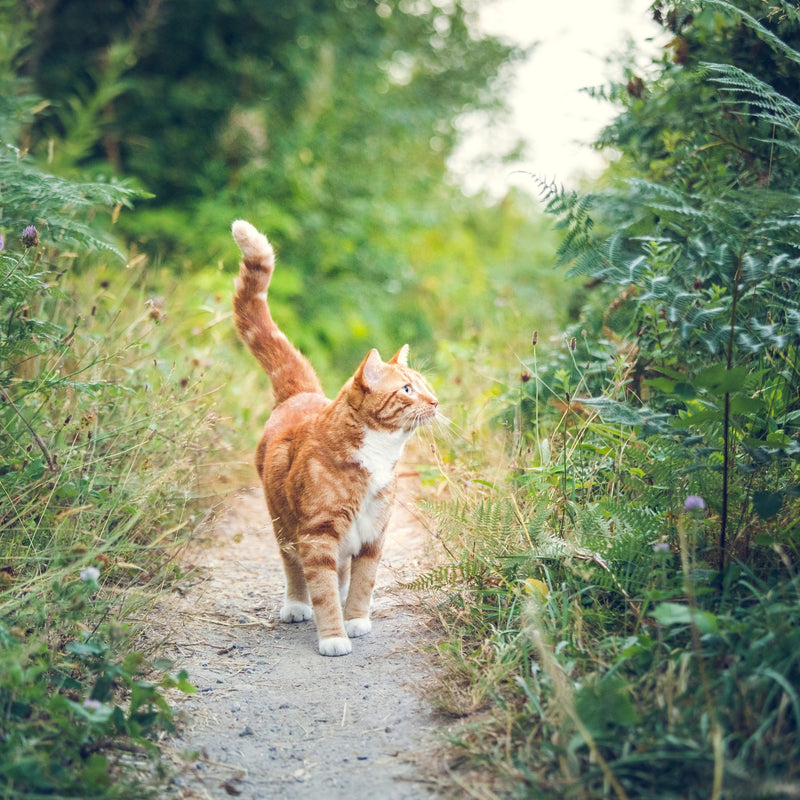 ORIJEN™ Six Fish Dry Cat Food – Wild-Caught Fish