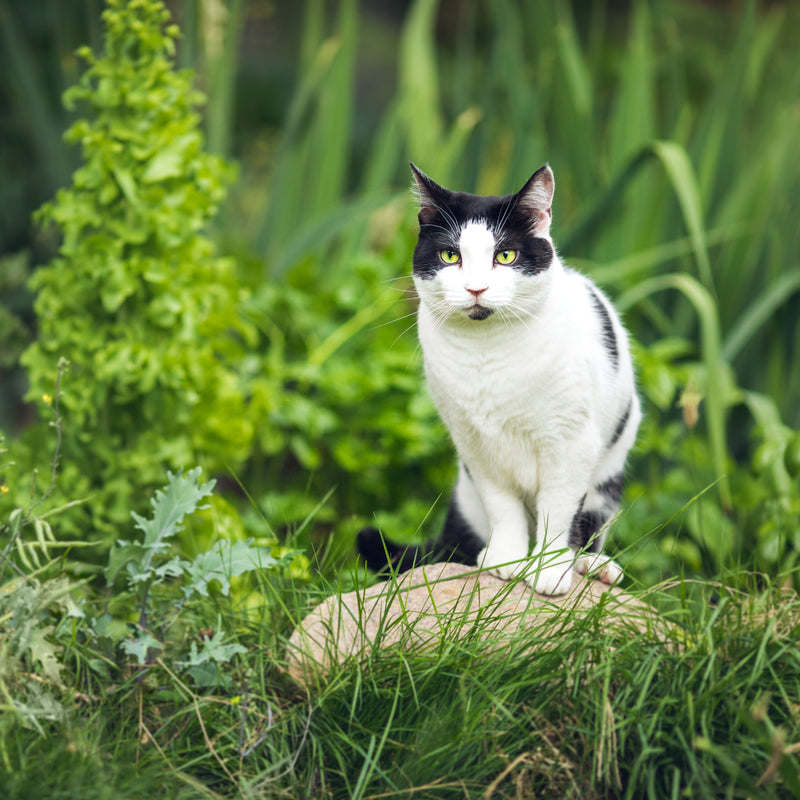 ORIJEN™ Original Cat Dry Food – Chicken, Turkey & Fish