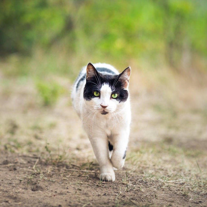 ORIJEN™ Six Fish Dry Cat Food – Wild-Caught Fish