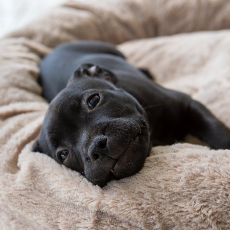 Dog's Life Calming Donut Cuddler Bolster Bed