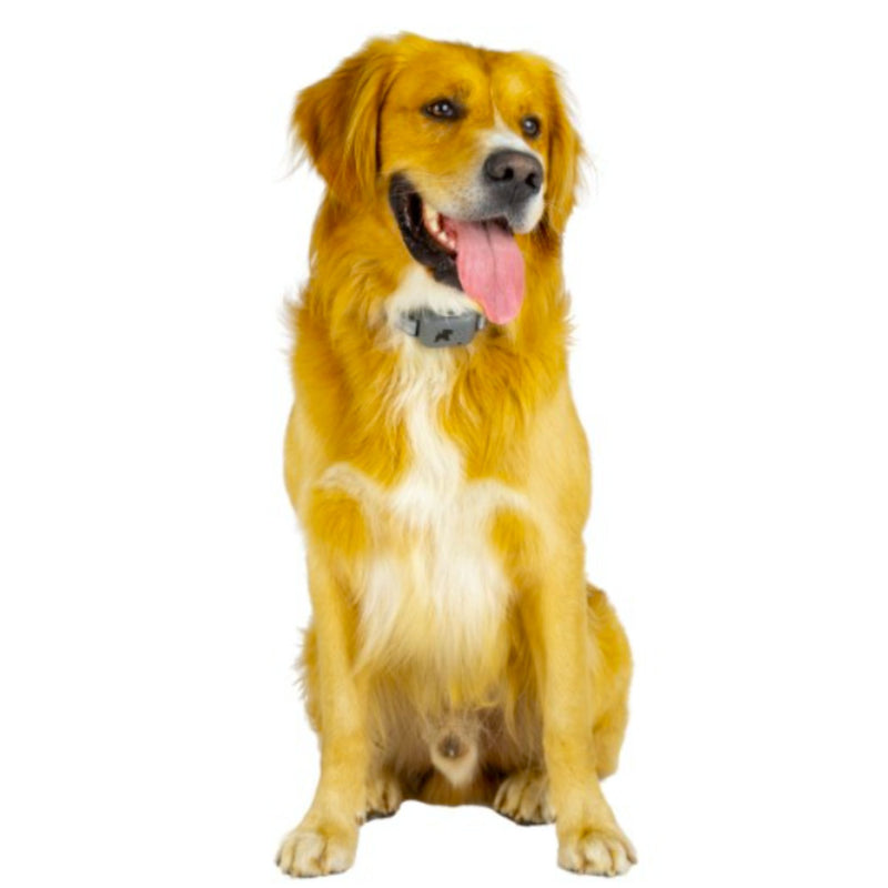 Pavlov Digital No Bark Collar by Company of Animals